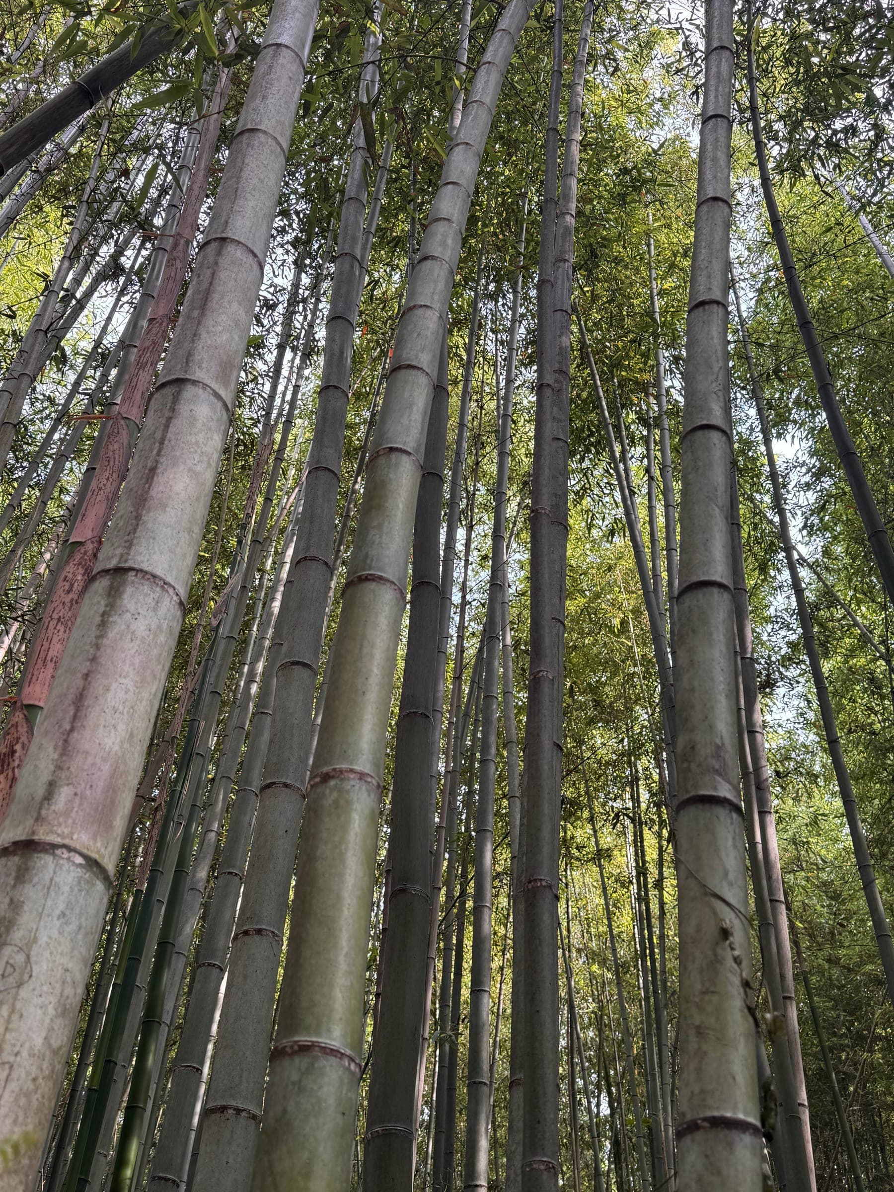 Arashiyama, bambù e Kinkaku-ji
